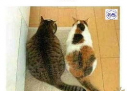 娱乐吃瓜君猫咪瘫痪,娱乐吃瓜君带你揭秘背后的故事